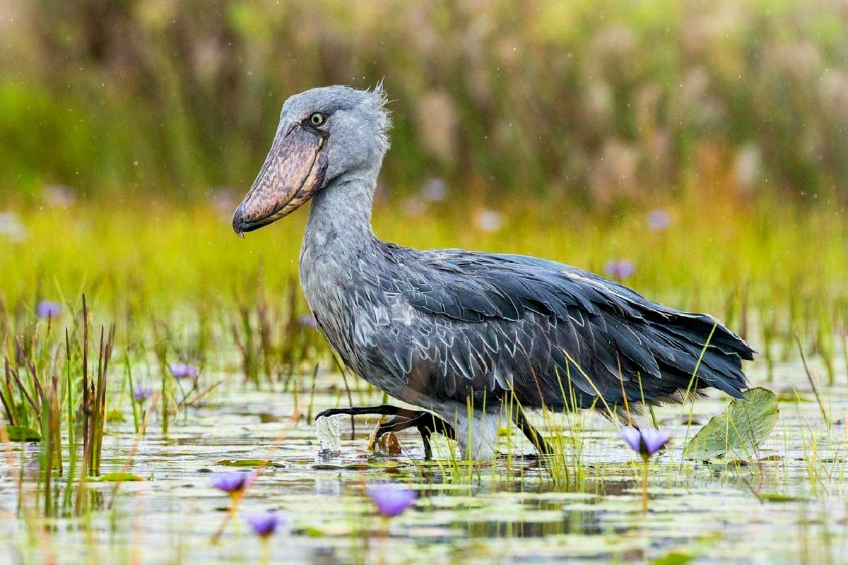 Shoebill tours mabamba